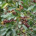 Coffee tree (Coffea arabica), fruit and leaves, Maui