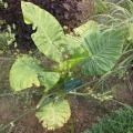 Taro plant