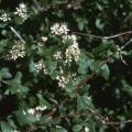 Combretum aculeatum