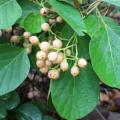 Assyrian plum (Cordia myxa) foliage and fruits