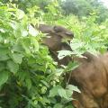 Cow browsing cratylia (Cratylia argentea) foliage, Nicaragua