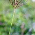 Creeping bluegrass (Bothriochloa insculpta), Zimbabwe