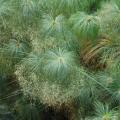 Papyrus (Cyperus papyrus) inflorescence blooming