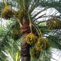 Date palm (Phoenix dactylifera L.) fruits