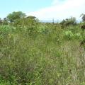 Dwarf koa (Desmanthus virgatus (L.) Willd.), habit at Maui, Hawaii