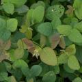 Samoan clover (Desmodium scorpiurus), foliage