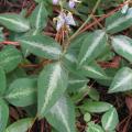 Silverleaf desmodium (Desmodium uncinatum), leaves and flowers