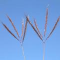 Marvel grass (Dichanthium annulatum)