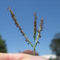 Digitaria didactyla, closely related to Digitaria swazilandensis