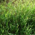 African couch grass (Digitaria abyssinica), habit, Maui, Hawaii