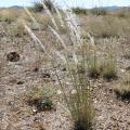 Arizona cottontop (Digitaria californica), habit, Prescott, Arizona