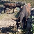 Donkey eating vine leaves in Santorini (Greece)