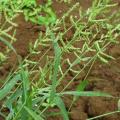 Jungle rice (Echinochloa colona), habit