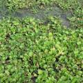 Water hyacinth, Central Vietnam