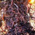 Earthworms in vermicompost
