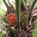 Palm (Elaeis guineensis) bunches on tree