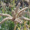 Finger millet (Eleusine coracana)