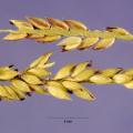 Carib grass (Eriochloa ploystachya) seed head, USA