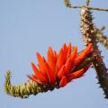 Coral tree (Erythrina variegata) prickly stems and flower, India