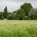 Buckwheat (Fagopyrum esculentum) blooming field