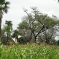 Apple-ring acacia (Faidherbia albida), Burkina Faso