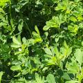 Fenugreek (Trigonella foenum-graecum), green forage