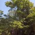 Honey locust (Gleditsia triacanthos), tree