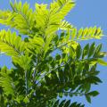 Gliricidia leaves