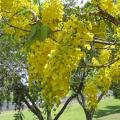 Golden tree (Cassia fistula), habit