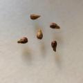 Grape seeds