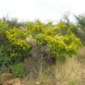 Grewia (Grewia bicolor), habit