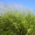 Guinea grass, Maui