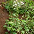 African spiderflower (Gynandra gynandropsis) habit