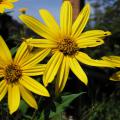 Jerusalem artichoke (Helianthus tuberosus L.) flowers