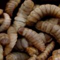 Larvae of black soldier fly (Hermetia illucens)