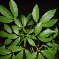 Leaves of rubber tree