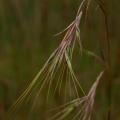 Yellow thatching grass (Hyperthelia dissoluta), seed-head, Zimbabwe