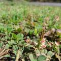 Creeping indigo (Indigofera hendecaphylla), habit, Maui, Hawaii, USA