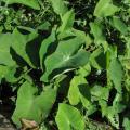 Sweet potato leaves, North Vietnam