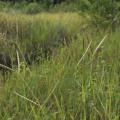 Centipede grass (Ischaemum timorense)