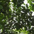 Jackfruit (Artocarpus heterophyllus), leaves, Kew Gardens, London