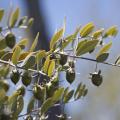 Jojoba (Simmondsia chinensis), foliage and fruits