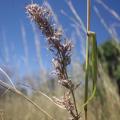 Kachi grass (Cymbopogon giganteus), inflorescence