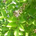 Karanja (Millettia pinnata), leaves and flowers