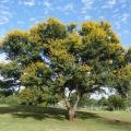 Sweet thorn (Acacia karroo) habit, blooming