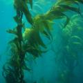 Giant kelp (Macrocystis pyrifera)