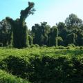 Kudzu kills trees by shading them and spreads inexorably