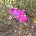 Lablab purpureus flower