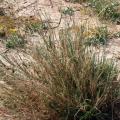 Sewan grass, Israël