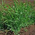 Grass pea (Lathyrus sativus) habit, Germany